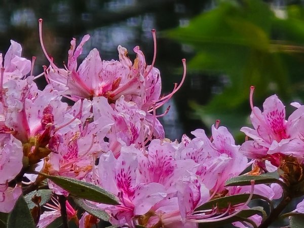 谷關松鶴橋對面的德芙蘭生態步道順登東卯山西南峰2748325