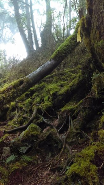 北橫第一高峰～巴博庫魯山O型走364149