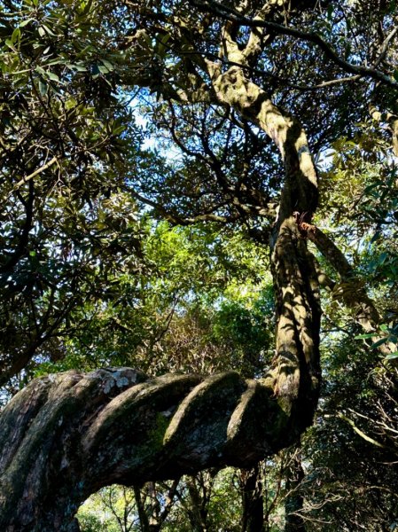 加里山O繞 迷霧·森林·鐵道·雲海絢麗登場2380684