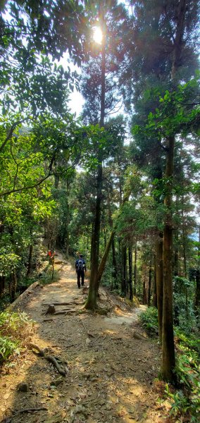 一日2座小百岳仙山、關刀山外加獅潭仙草秘境2082384