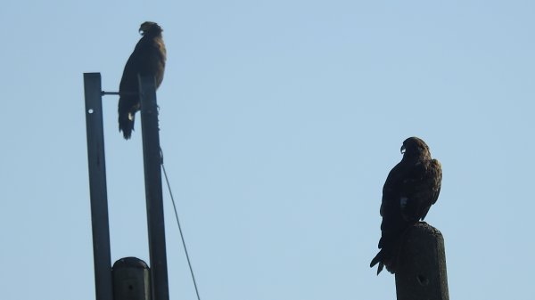 雲山水花鳥蝶 - 天龍國阿伯的日常7/18 & 21、22、292553940