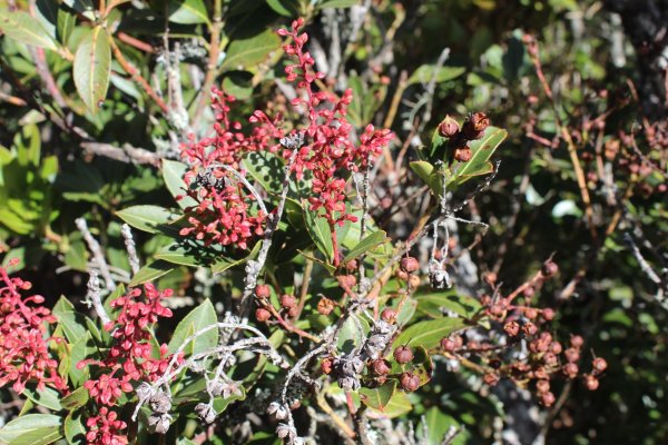 20211120南投郡大山1525110