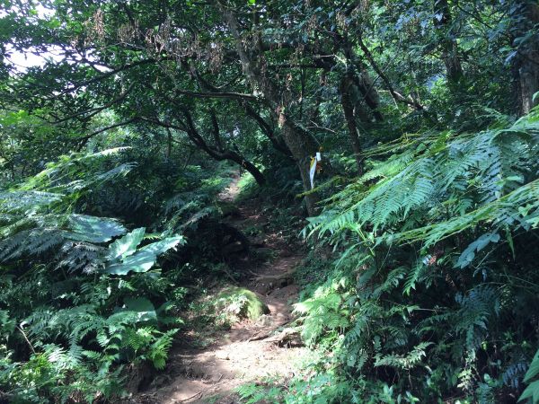 竹子山古道-竹子山微波反射板俗稱北北峰144714