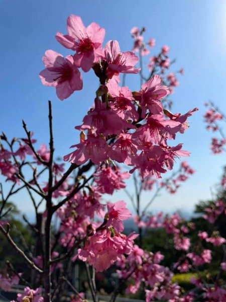 [新北景點。五股區]櫻花季來囉！二刷硬漢嶺爬山兼賞櫻花