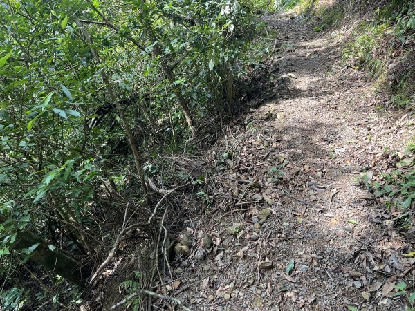 [淡蘭古道] 2025_0802 南路第四段2850884