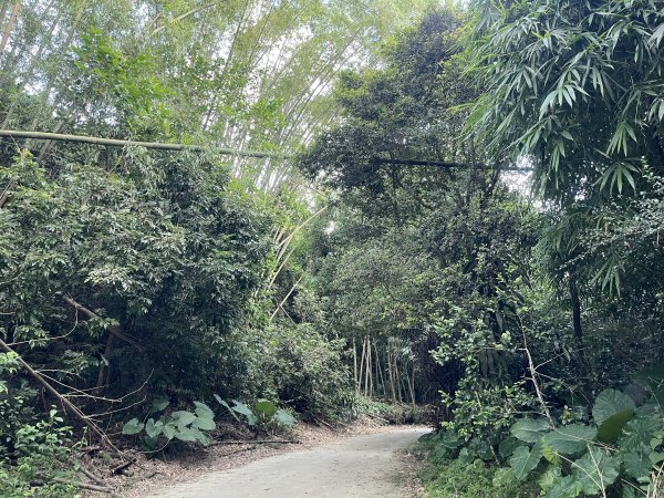 [百山百鳥尋旅-04/15] 2025_0817 龍過脈森林步道2863226