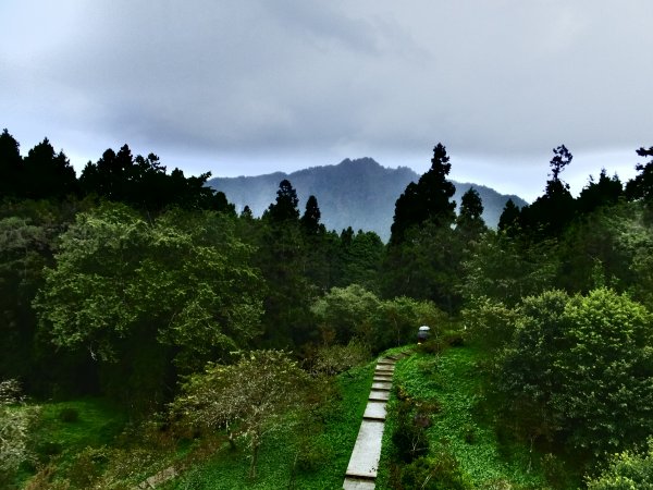 走水山巨木步道 與千年神木對話428200