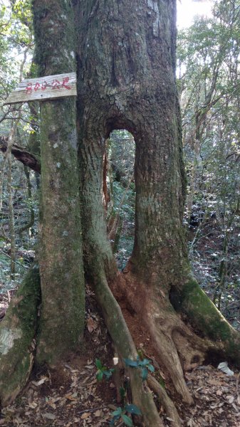 2020.03.08塔曼山872662