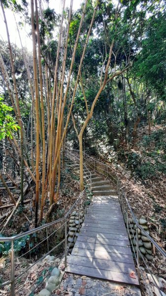 《彰化》富士櫻花｜花壇大嶺巷步道群及西來園（銀行山）登山步道202402132424703