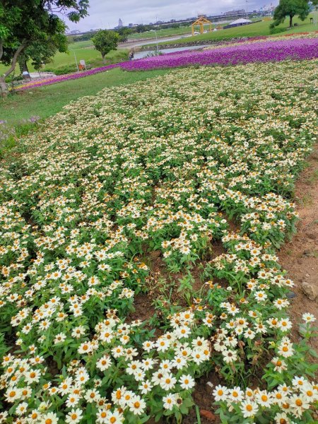 ［美堤河濱公園］［花海］（2023/10/9）2308074