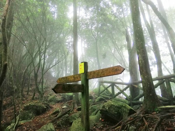 優美林相森林浴橫嶺山自然步道(木馬古道)739093