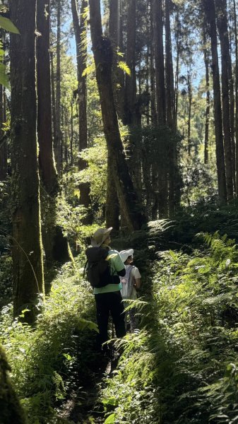 20251005小百岳金柑樹山2906990