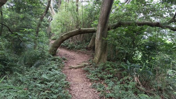 20250607 新竹竹東三山(樹杞林山 - 新具庄山 - 員崠子山)  O型2808900