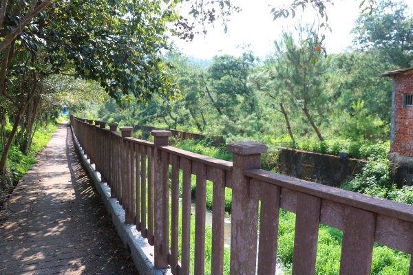 南投魚池~花茶香田園好風光~澀水田頂步道1026749