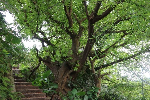 〔北投〕半嶺吊橋 半嶺水圳古道 半嶺瀑布 松溪瀑布。剛完工不久，滿滿森林芬多精的半嶺水圳步道2220911