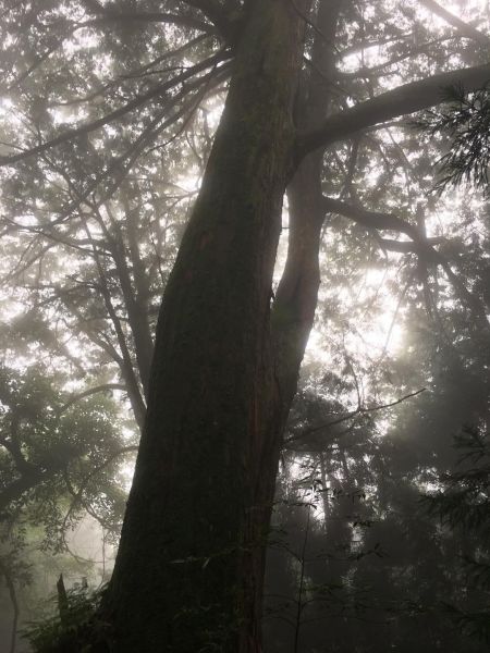 觀霧檜山巨木森林步道171778