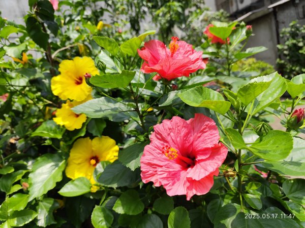 象山公園→糶米古道→土地公嶺步道→博嘉山2790298