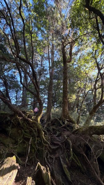 中央尖山 2025 11/7 三天兩夜2935757