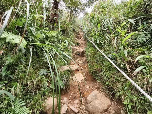 [百山百鳥尋旅-11/15] 2025_0927 大屯主峰-連峰步道_大屯山西峰2899462