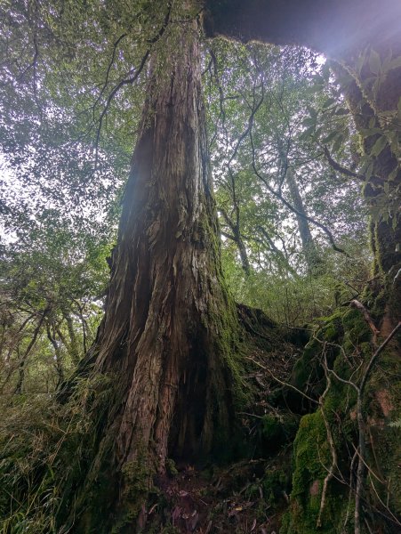 松針營地。三錐山二日遊2282571