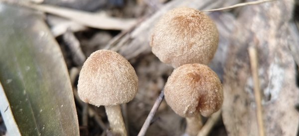 2025/10/26_馬胎古道2925728