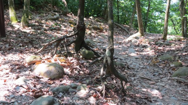 《南投》峰峰相連｜草屯九九峰森林步道O型202509062879285