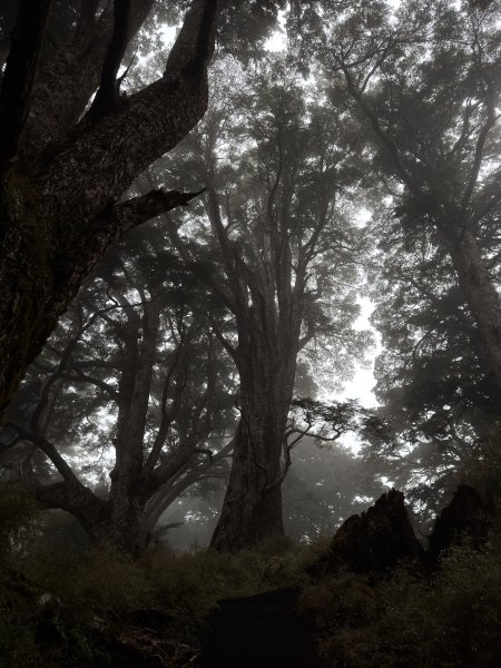 20250110 庫哈諾辛山(進涇橋登山口)2686259