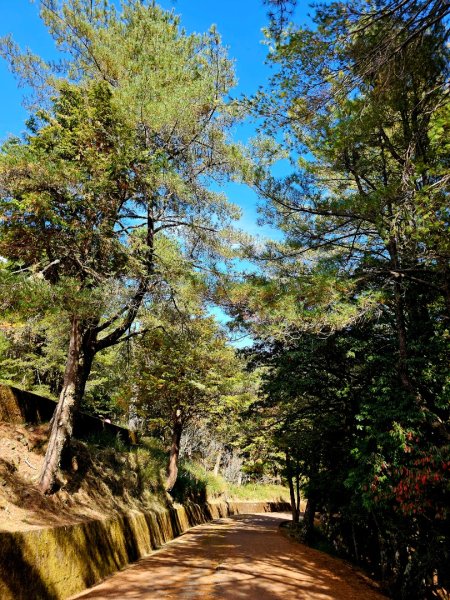 大雪山神木步道2962636