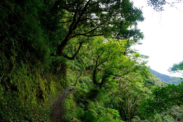 檜山巨木森林步道481479