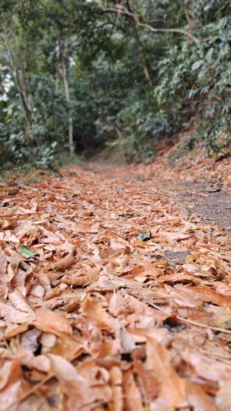 【撤退是智慧而非勇氣】17訪魔王小百岳-尾寮山。2995115