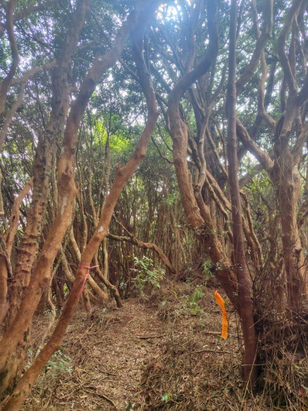 南東眼山連走有勝山2918763