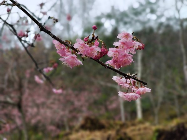 金牌縱走202502082709511