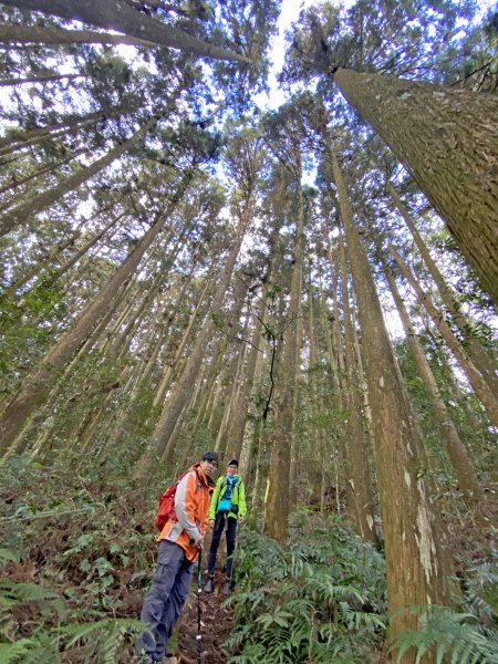 龍鳳、龍鳳峽、三叉崙、內樹皮、水桶寮、羊頭崙、志騰、竹崙、溪頭山九連峰縱走  2022/1/11570340