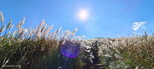 大屯山&小觀音山西峰差強人意的雲海/夕陽晚霞/芒花2337331