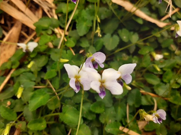 小百岳〡No. 2七星山、1大屯山928246