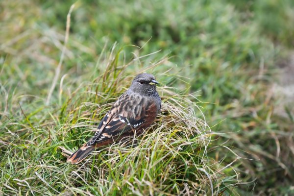 爬不膩的 合歡北峰2907023
