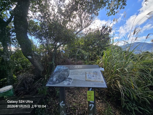 2026-01-25微笑山線：【天上山系】望月亭桐花段2988220