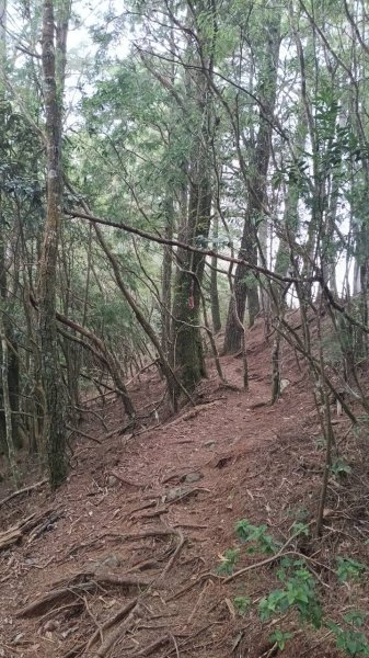 20251010 大雪山國家森林遊樂區 - 船型山林道 登 烏石坑山2911162