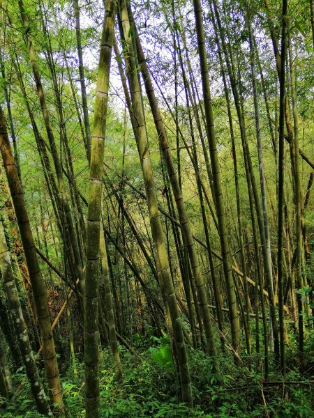 地震後的自然遺跡#47小百岳~九份二山749742