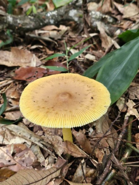 20260929泰武 虻彈山 桑留守山O繞3124973