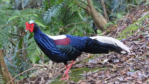 翡翠水庫壩頂 #火燒雲雲海 #日出雲海 #鱷魚島 #藍腹鷴 4/292773459