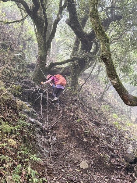 加里山O繞20250713(大坪登山口-杜鵑嶺-加里山-避難小屋-大坪登山口)2836904