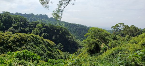 清水岩中央嶺造林步道.彰社頭2630246