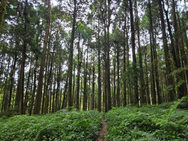 二萬坪山、二萬坪森林步道3055601