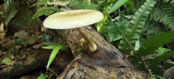 2025/12/06-光高天+南大龜+向天湖+三角湖山2957692