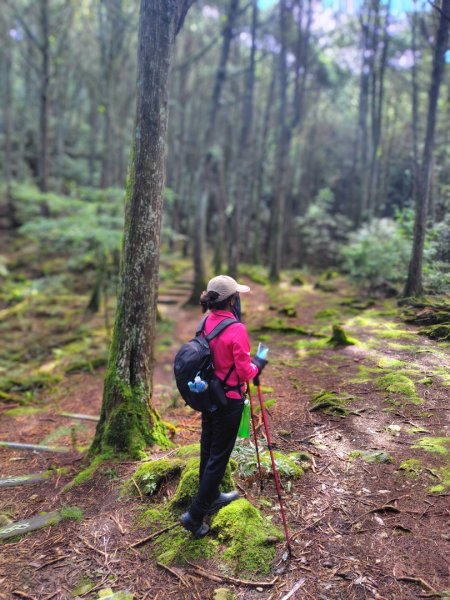 稍來小雪山國家步道、船型山、鞍馬山、鞍馬山東北峰、天池、雪山神木2799846