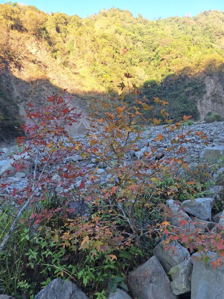 神木村千年樟木202512112959515