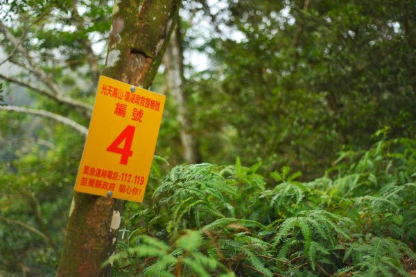 向天湖山步道 (大 O：含三角湖山、光天高山)2664929