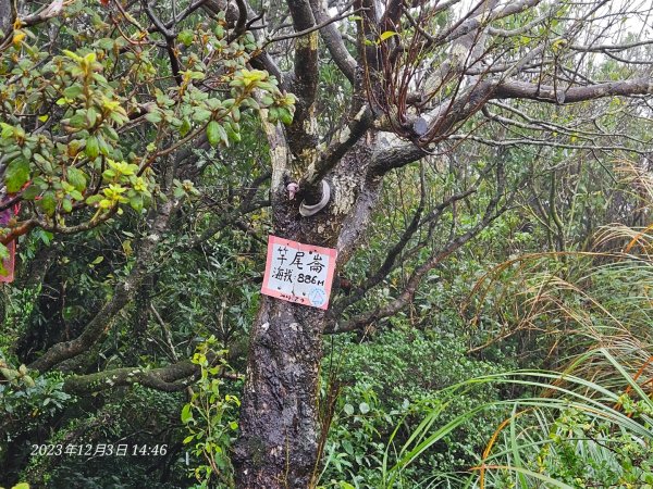 20231203淨灘後來爬竿尾崙山(H886m)2367925