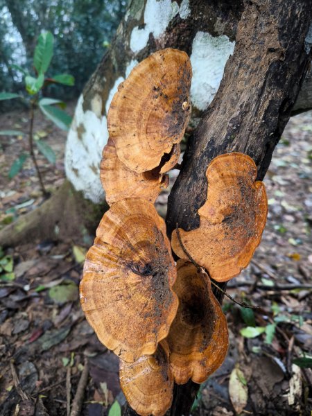 2025-03-08 汶水三山：金童山、汶水山、玉女山 連走2736555